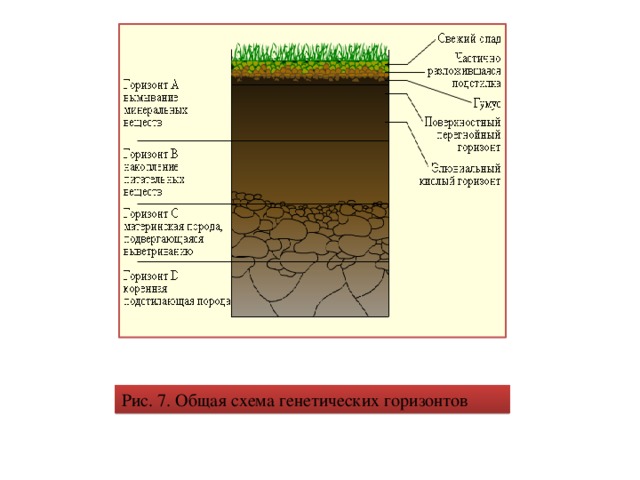 К материнской породе примыкает почвенный горизонт. Генетические горизонты почвы схема. Индексы генетических горизонтов почвы. Схемы генетических горизонтов основных типов почв Мордовии. Дифференциация генетических горизонтов болото.