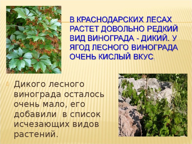 Презентация "Флора и фауна кубани" (6 класс) по биологии - скачать проект