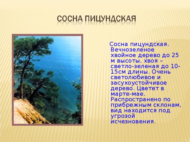 Пицундская сосна фото и описание Презентация для начальных классов "Красная книга Кубани"