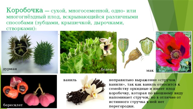 Коробочка плод примеры растений
