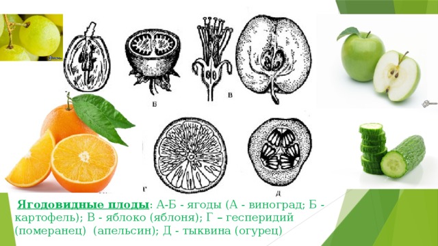 Схема виды плодов