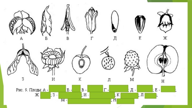 Какие типы плодов изображены на рисунке укажите их признаки каковы их функции