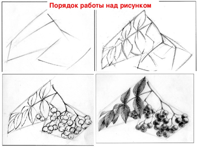 Последовательность работы над рисунком