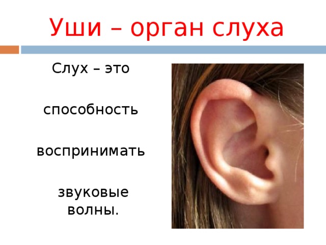 Урок орган слуха. Уши орган слуха. Сообщение на тему слух. Сообщение о органе слуха.