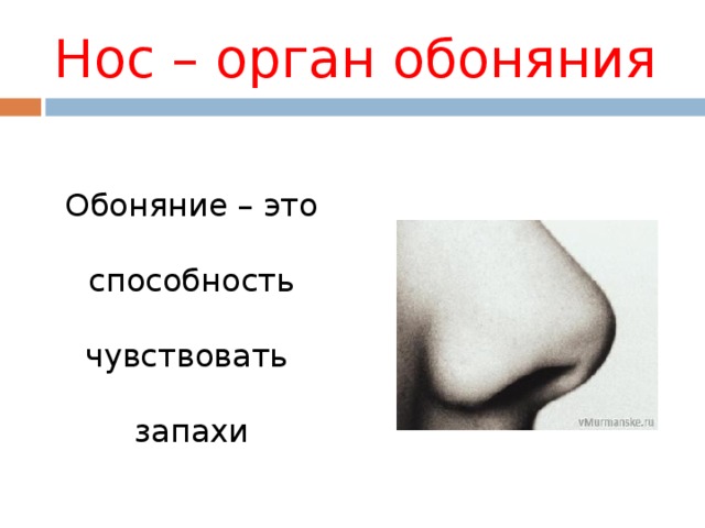 Проект нос орган обоняния 3 класс