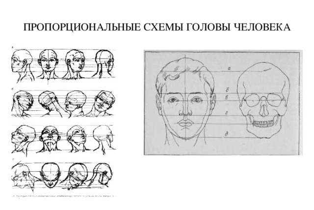 Голова человека схема