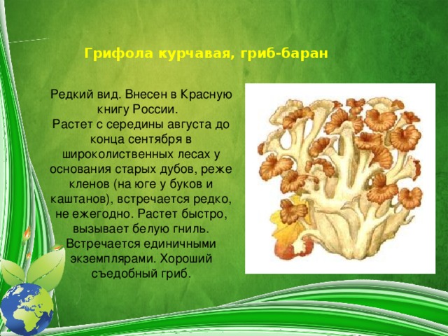 Краснокнижные грибы россии фото с названиями
