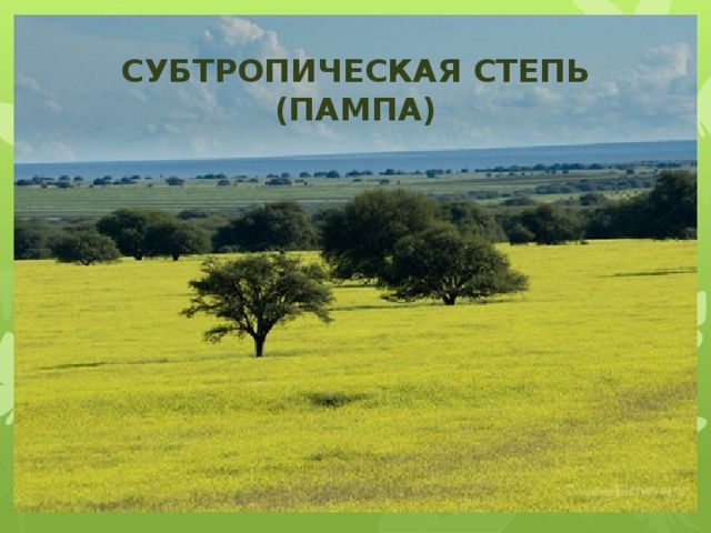 СУБТРОПИЧЕСКАЯ СТЕПЬ  (ПАМПА) 