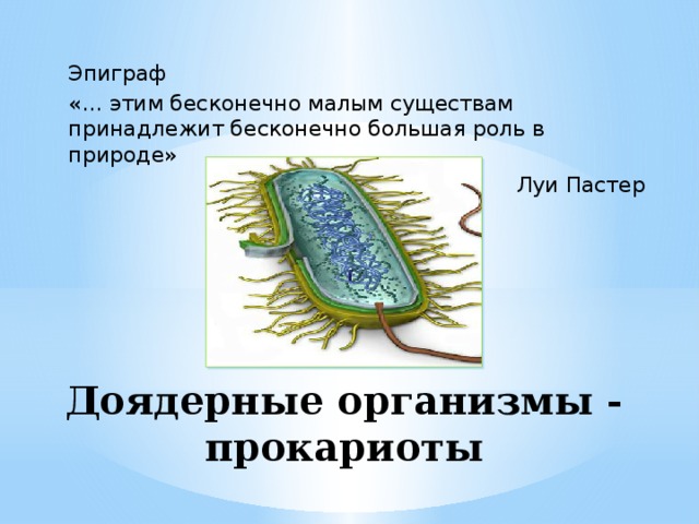 Бактерии доядерные организмы общая характеристика бактерий. Доядерные прокариоты. Доядерные организмы. Что такое доядерные организмы в биологии. Доядерные организмы это бактериофаг.
