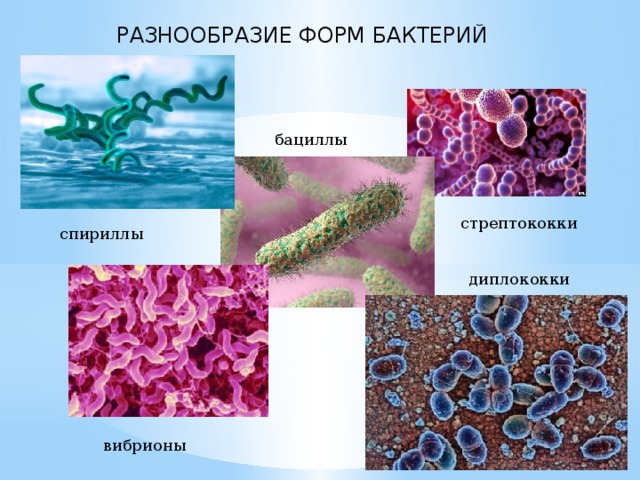 Сделайте вывод о разнообразии форм тела бактерий. Разнообразие бактерий. Многообразие форм бактерий. Бактерии многообразие бактерий. Многообразие бактерий по форме.
