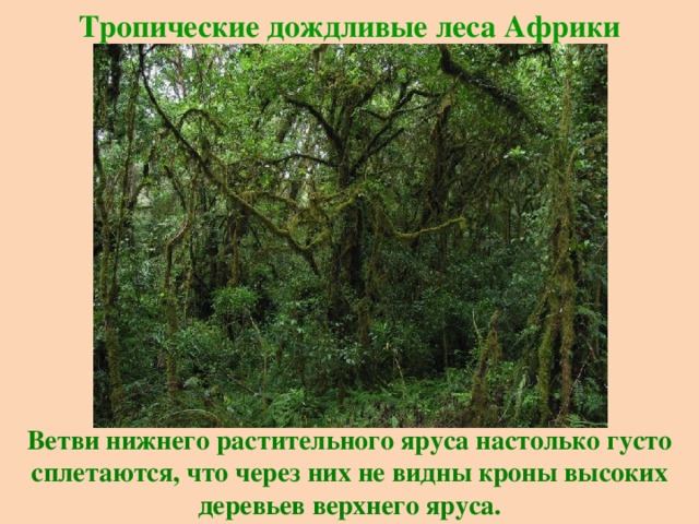 Тропические дождливые леса Африки Ветви нижнего растительного яруса настолько густо сплетаются, что через них не видны кроны высоких деревьев верхнего яруса. 