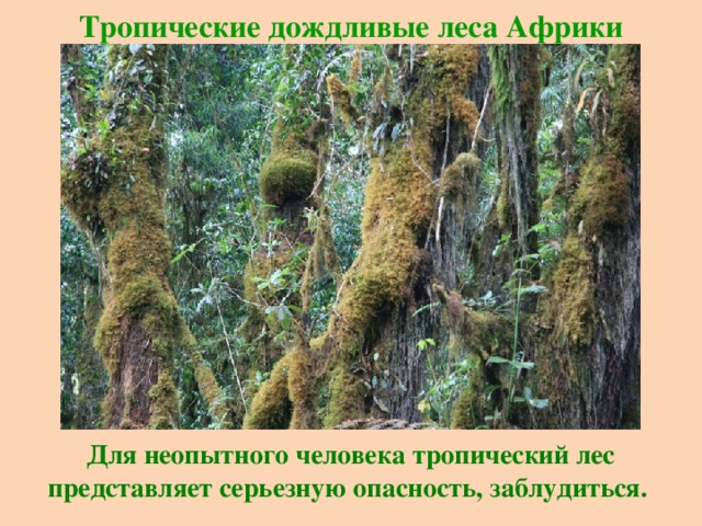 Тропические дождливые леса Африки Для неопытного человека тропический лес представляет серьезную опасность, заблудиться. 