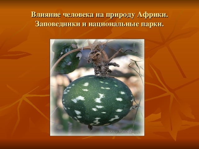 Влияние человека на природу Африки. Заповедники и национальные парки. 