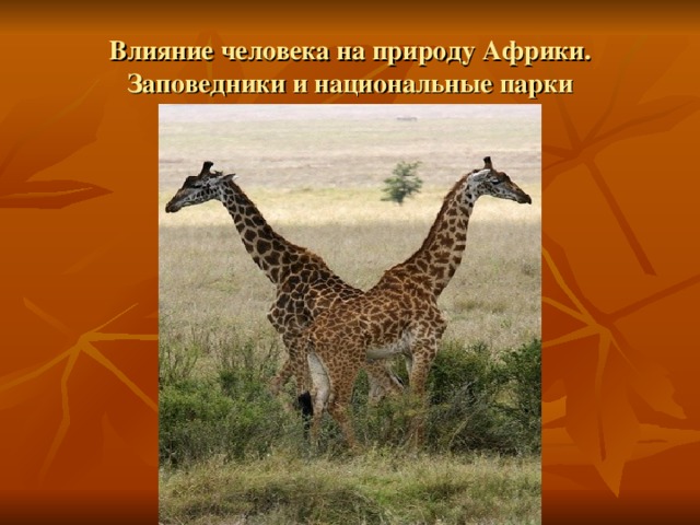 Влияние человека на природу Африки. Заповедники и национальные парки 