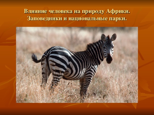 Влияние человека на природу Африки. Заповедники и национальные парки. 