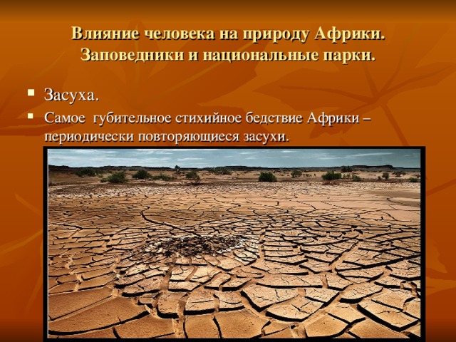 Влияние человека на природу Африки. Заповедники и национальные парки. Засуха. Самое губительное стихийное бедствие Африки – периодически повторяющиеся засухи.  