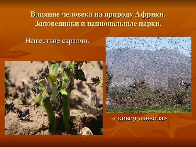 Влияние человека на природу Африки. Заповедники и национальные парки.  Нашествие саранчи.  « ковер дьявола» 