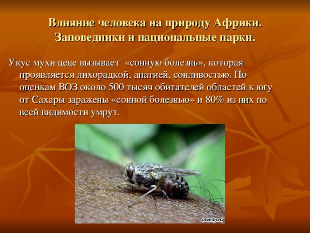 Влияние человека на природу Африки. Заповедники и национальные парки. Укус мухи цеце вызывает «сонную болезнь», которая проявляется лихорадкой, апатией, сонливостью. По оценкам ВОЗ около 500 тысяч обитателей областей к югу от Сахары заражены «сонной болезнью» и 80% из них по всей видимости умрут. 