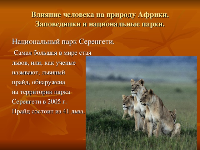 Влияние человека на природу Африки. Заповедники и национальные парки. Национальный парк Серенгети.  Самая большая в мире стая львов, или, как ученые называют, львиный прайд, обнаружена на территории парка Серенгети в 2005 г. Прайд состоит из 41 льва. , 