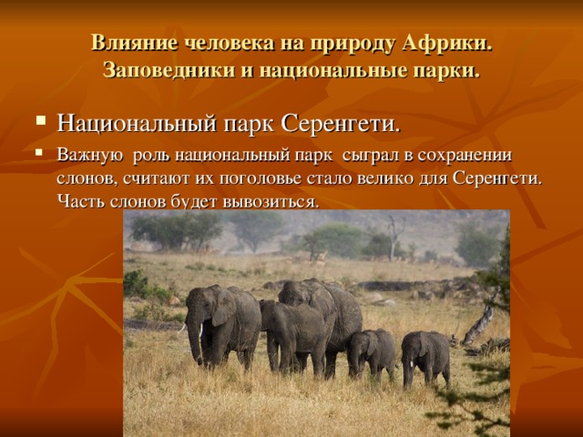 Влияние человека на природу Африки. Заповедники и национальные парки. Национальный парк Серенгети. Важную роль национальный парк сыграл в сохранении слонов, считают их поголовье стало велико для Серенгети. Часть слонов будет вывозиться. 