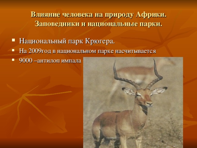 Влияние человека на природу Африки. Заповедники и национальные парки. Национальный парк Крюгера. На 2009год в национальном парке насчитывается 9000 –антилоп импала 