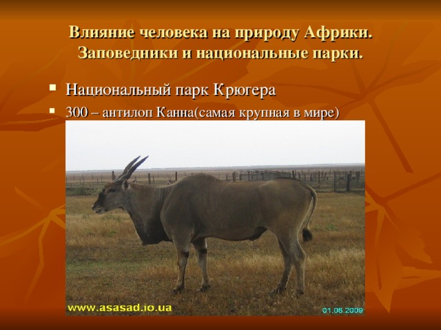 Влияние человека на природу Африки. Заповедники и национальные парки. Национальный парк Крюгера 300 – антилоп Канна(самая крупная в мире) 