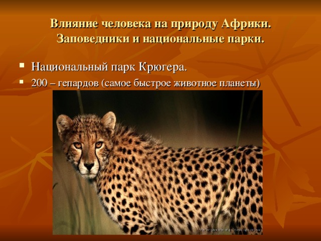 Влияние человека на природу Африки. Заповедники и национальные парки. Национальный парк Крюгера. 200 – гепардов (самое быстрое животное планеты) 