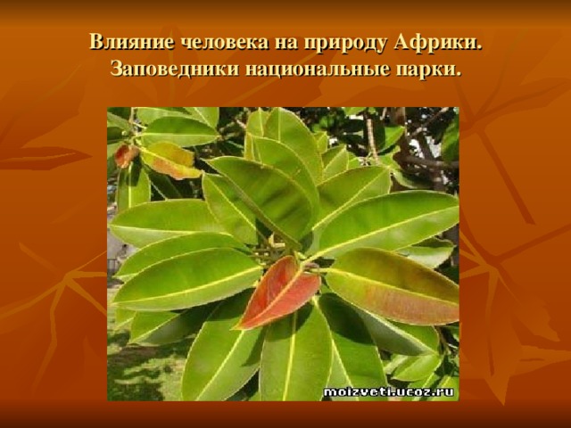 Влияние человека на природу Африки. Заповедники национальные парки. 