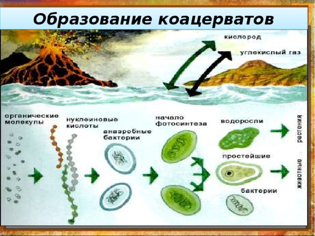 Первичные организмы возникли в первичном бульоне