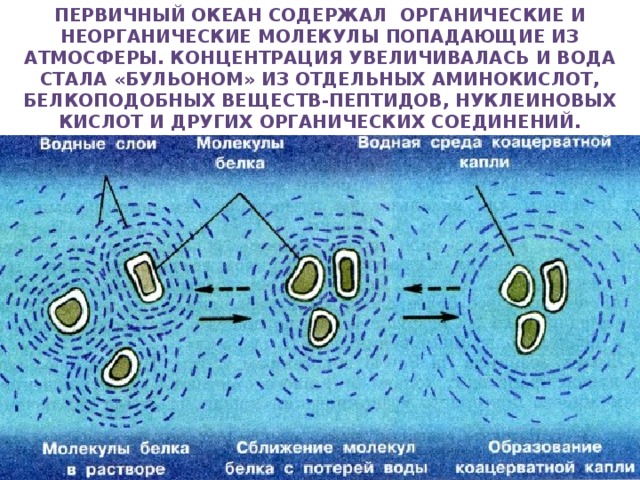 Этапы зарождения жизни опарина первичный бульон