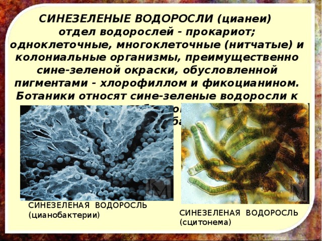 Водоросли относятся к грибам. Синезеленые цианобактерии. Синезелёные водоросли цианобактерии. Цианобактерии сине-зеленые водоросли. Цианеи сине зеленые водоросли.