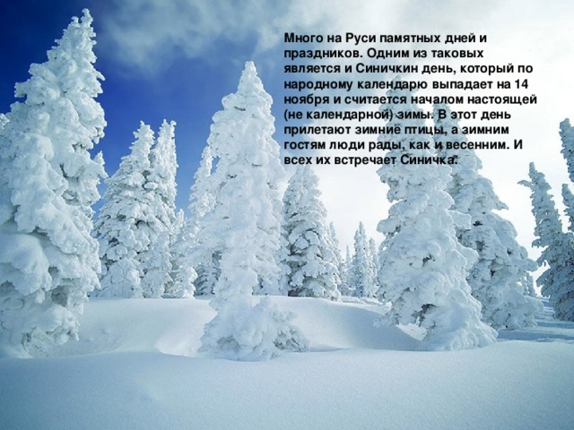 Много на Руси памятных дней и праздников. Одним из таковых является и Синичкин день, который по народному календарю выпадает на 14 ноября и считается началом настоящей (не календарной) зимы. В этот день прилетают зимние птицы, а зимним гостям люди рады, как и весенним. И всех их встречает Синичка. 