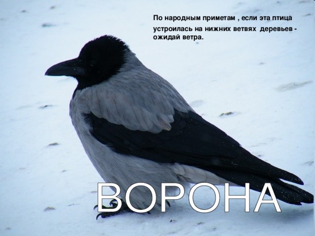 По народным приметам , если эта птица устроилась на нижних ветвях деревьев - ожидай ветра.  