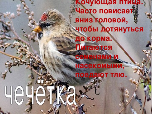 Кочующая птица. Часто повисает вниз головой, чтобы дотянуться до корма. Питаются семенами и насекомыми, поедают тлю. 