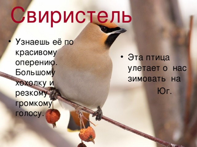 Свиристель Узнаешь её по красивому оперению. Большому хохолку и резкому громкому голосу. Эта птица улетает о нас зимовать на  Юг. 