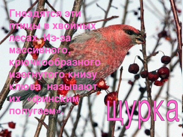 Гнездятся эти птицы в хвойных лесах. Из-за массивного, крючкообразного изогнутого книзу клюва называют их «финским попугаем». 