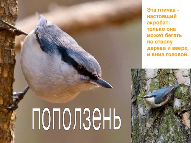 Эта птичка - настоящий акробат: только она может бегать по стволу дерева и вверх, и вниз головой.  