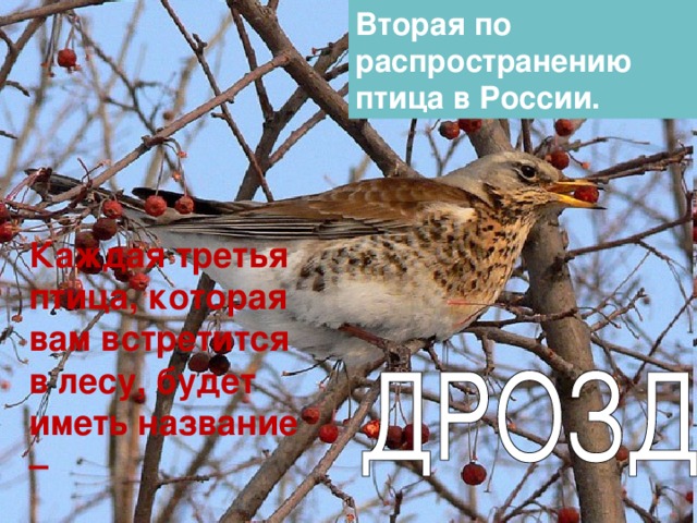 Вторая по распространению птица в России. Каждая третья птица, которая вам встретится в лесу, будет иметь название – 