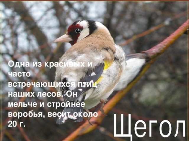 Одна из красивых и часто встречающихся птиц наших лесов. Он мельче и стройнее воробья, весит около 20 г. 