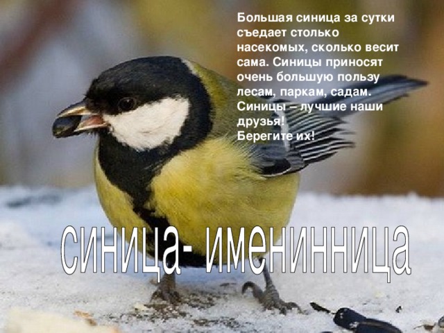 Большая синица за сутки съедает столько насекомых, сколько весит сама. Синицы приносят очень большую пользу лесам, паркам, садам. Синицы – лучшие наши друзья! Берегите их! 