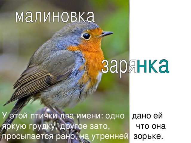 У этой птички два имени: одно дано ей за яркую грудку, другое зато, что она просыпается рано, на утренней зорьке.  