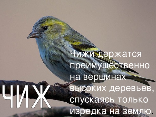 Чижи держатся преимущественно на вершинах высоких деревьев, спускаясь только изредка на землю . 
