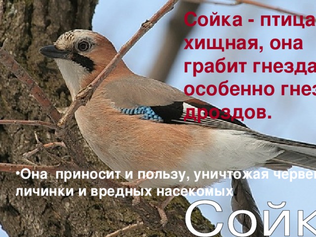 Сойка - птица хищная, она грабит гнезда, особенно гнезда дроздов. Она приносит и пользу, уничтожая червей, личинки и вредных насекомых . 