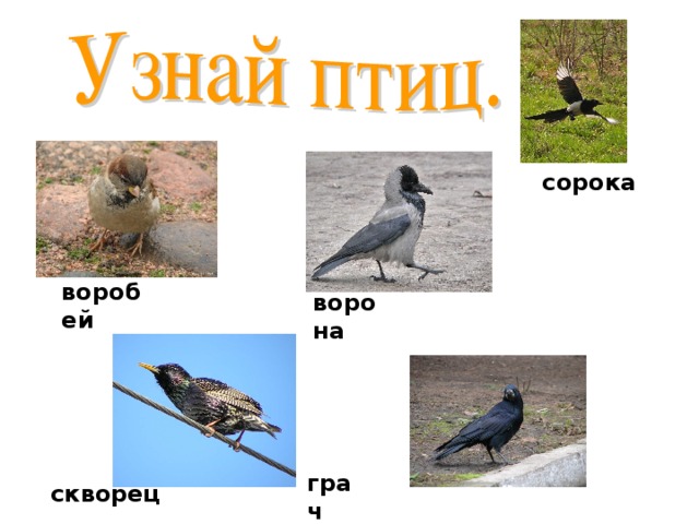 сорока воробей ворона ласточка  грач скворец клёст 