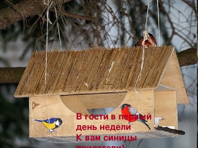 В гости в первый день недели К вам синицы прилетели!  