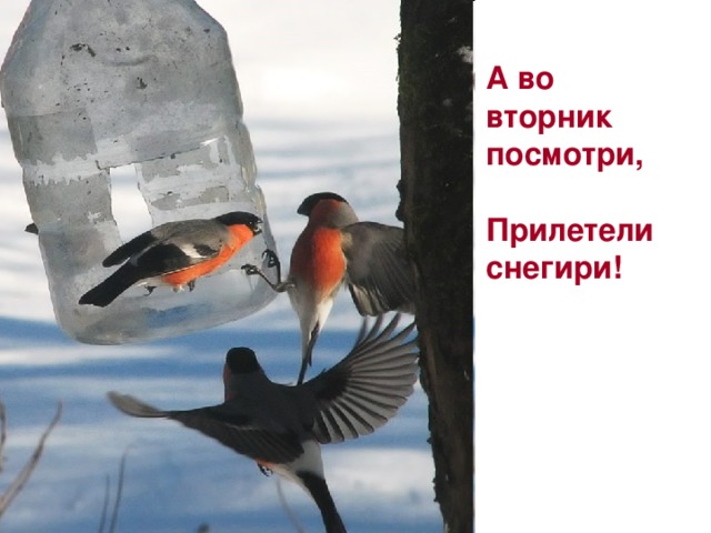 А во вторник посмотри,  Прилетели снегири!  