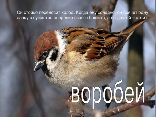Он стойко переносит холод. Когда ему холодно, он прячет одну лапку в пушистое оперение своего брюшка, а на другой – стоит. 