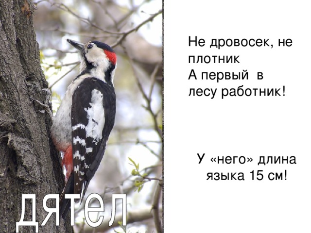 Не дровосек, не плотник А первый в лесу работник! У «него» длина языка 15 см!  