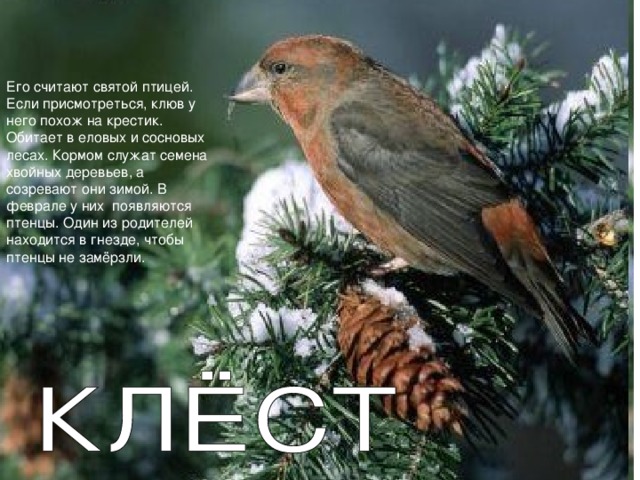 Его считают святой птицей. Если присмотреться, клюв у него похож на крестик. Обитает в еловых и сосновых лесах. Кормом служат семена хвойных деревьев, а созревают они зимой. В феврале у них появляются птенцы. Один из родителей находится в гнезде, чтобы птенцы не замёрзли. 