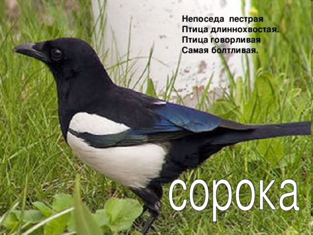 Непоседа пестрая Птица длиннохвостая. Птица говорливая Самая болтливая.  